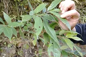 这种植物叫叶上果，是一种宝贝植物，作用很好视频封面