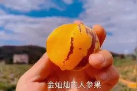 人参果又叫长寿果，是含有多种维生素小金果视频封面