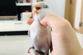 牡丹鹦鹉日常撒娇求摸摸