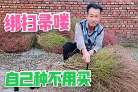 闲散处种几棵扫帚苗，红透的时候绑起来，一整年都有得用视频封面
