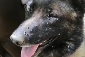 这可能是中国蚊子最多的地方，军犬都被咬死，但解放军无惧视频封面