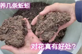 花盆里丢几条蚯蚓就能把花养好？捡漏哥做实验，你来判断视频封面
