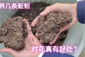 花盆里丢几条蚯蚓就能把花养好？捡漏哥做实验，你来判断视频封面