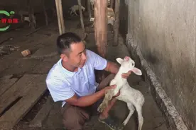 养殖中羔羊烂嘴，农村小伙教你绝招，简单省钱并且效果好！视频封面