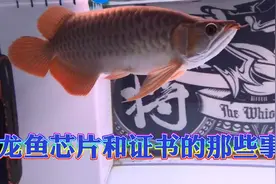 红龙鱼金龙鱼芯片证书那些事 三无龙鱼和品牌渔场的区别视频封面