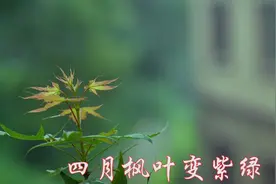 广西百色驮娘腔调壮族山歌视频封面