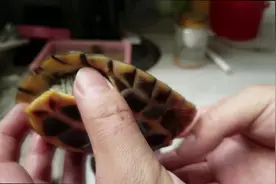 浮水、不进食不下水的乌龟，龟鳖玩精心照料一个月，终于恢复正常