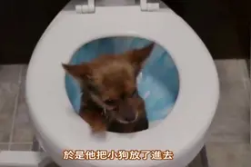 10個在廁所裡發現的奇葩事物视频封面