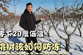 零下20℃的低温，桃树会不会受低温影响，如何做保温？视频封面