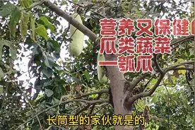 营养又保健的瓜类蔬菜—瓠瓜