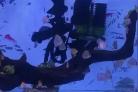 个人饲养七彩神仙鱼经验-水质保持篇（清道夫的作用）视频封面