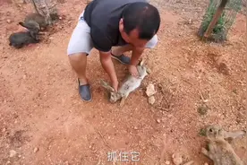 野化兔子耳朵上有蜱虫，设计抓住帮它弄掉，蜱虫喝了一肚子兔血！视频封面