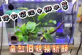 教你如何沉木绑水草，让鱼缸旧貌换新颜，看看我是怎么做的吧！视频封面