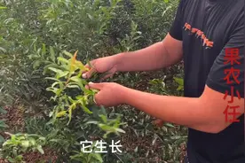 如何分辨真假结果石榴，小任告诉你一个小妙招，从此告别假苗视频封面