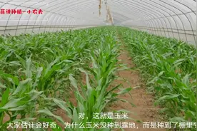 河南一园区菜农大棚不种蔬菜，竟然种玉米，据说经济效益还不错视频封面