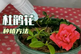 杜鹃花枝条扦插繁殖方法，成活率高达95%以上，你学会了吗？视频封面