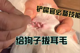 打工人养狗省钱大法：学会这项技能，就不用带狗子去美容院了视频封面