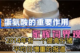 专业人士告诉你，蛋氨酸在饲料中的应用视频封面