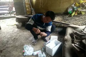 猪猪高烧不退，肌肉注射几天都不见好，今天改为静脉输液。视频封面