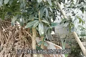 桂皮就是桂花树皮，很多人都这么认为！今天就来告诉你真正答案！视频封面