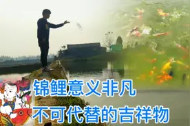 锦鲤：鱼代表滚滚财富，腾飞事业，幸福顺利，春节回家养几条视频封面