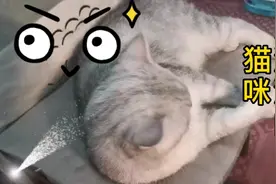 为什么猫咪都那么爱洗澡，一天天的除了睡觉💤就是在洗澡澡。视频封面