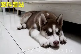 哈士奇打电话向边牧诉苦，抱怨主人老是玩手机，根本不跟它玩！视频封面