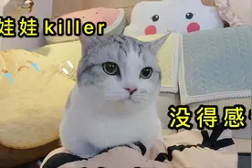养公猫以后，家里千万别买毛绒娃娃！对娃娃不好！#激萌奖金计划#视频封面