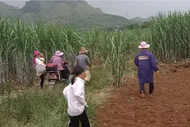 双抢时节全家齐上阵，这样的方式收花生，省下不少时间吧！视频封面