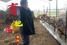 农村大叔养殖南阳黄牛，5头牛卖了8万多块钱，就是牛产房有点寒酸视频封面