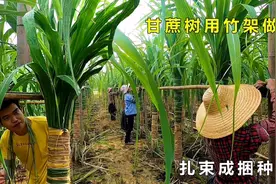 贵港木格特产白玉蔗扎束成捆种植，这样种植甘蔗脆口防台风直溜视频封面