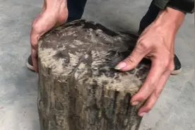 树，石，玉，亿万年才形成的树化石，大家看下怎么样视频封面
