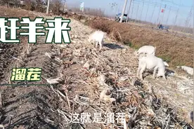 什么是溜茬？视频封面