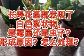 长寿花基部出现白色絮状物，是霉菌还是虫卵？形成原因，处理方式视频封面