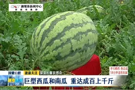 探营长春农博会：直播花卉展“招蜂引蝶” 五防温室四季适用视频封面