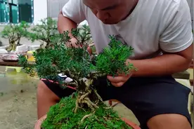 树桩矮小的黄杨树是如何缩枝疏芽修剪出“矮霸大树型”盆景视频封面