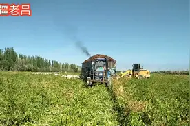 在新疆建设兵团第二师22团，四川大哥的辣椒地里，辣椒装满拉不动视频封面