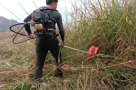 用割草机割草，6分田轻轻松松干一个小时，还收早工