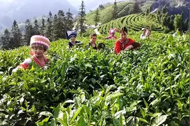 广西隆林县三冲村，苗家姑娘采茶忙视频封面