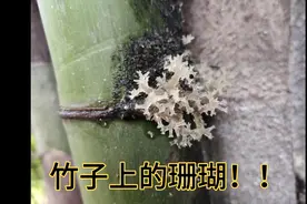 发现竹子上长珊瑚，QQ弹弹的，甚是奇怪，哪位大神告诉我这是什么视频封面