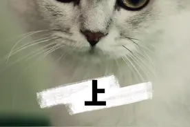 猫咪可以吃的10大人类食物：其中一种，是我们的家常便饭！视频封面