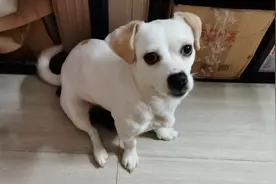 如果狗狗会玩手机，会怎样？