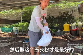 用石灰粉给鸡舍做全方位消毒，不仅性价比高而且效果非常好，看看视频封面