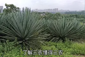 这种植物叫啥，经过加工就成一条一条麻绳，在农村家家户户都在用视频封面