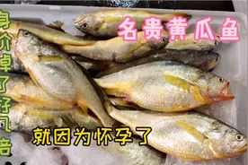 名贵的大黄瓜鱼就因为怀孕了，五六百的价格降价到一百多，冤死啊视频封面