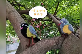 鸟儿教程完结篇，2号鸟儿已鸟归巢视频封面