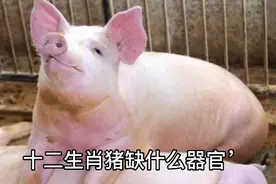 十二生肖猪缺什么器官视频封面