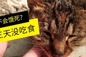 猫咪三天不吃，会不会饿死？求哪位大神懂得！视频封面