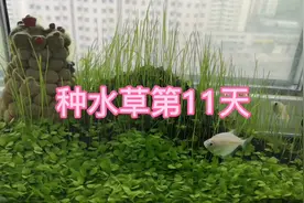 绿藻和绿水对鱼的健康好不好？视频封面