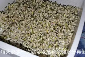 蛀虫的绿豆不要扔，照样生出绿豆芽，居家生豆芽，1个月不用出门